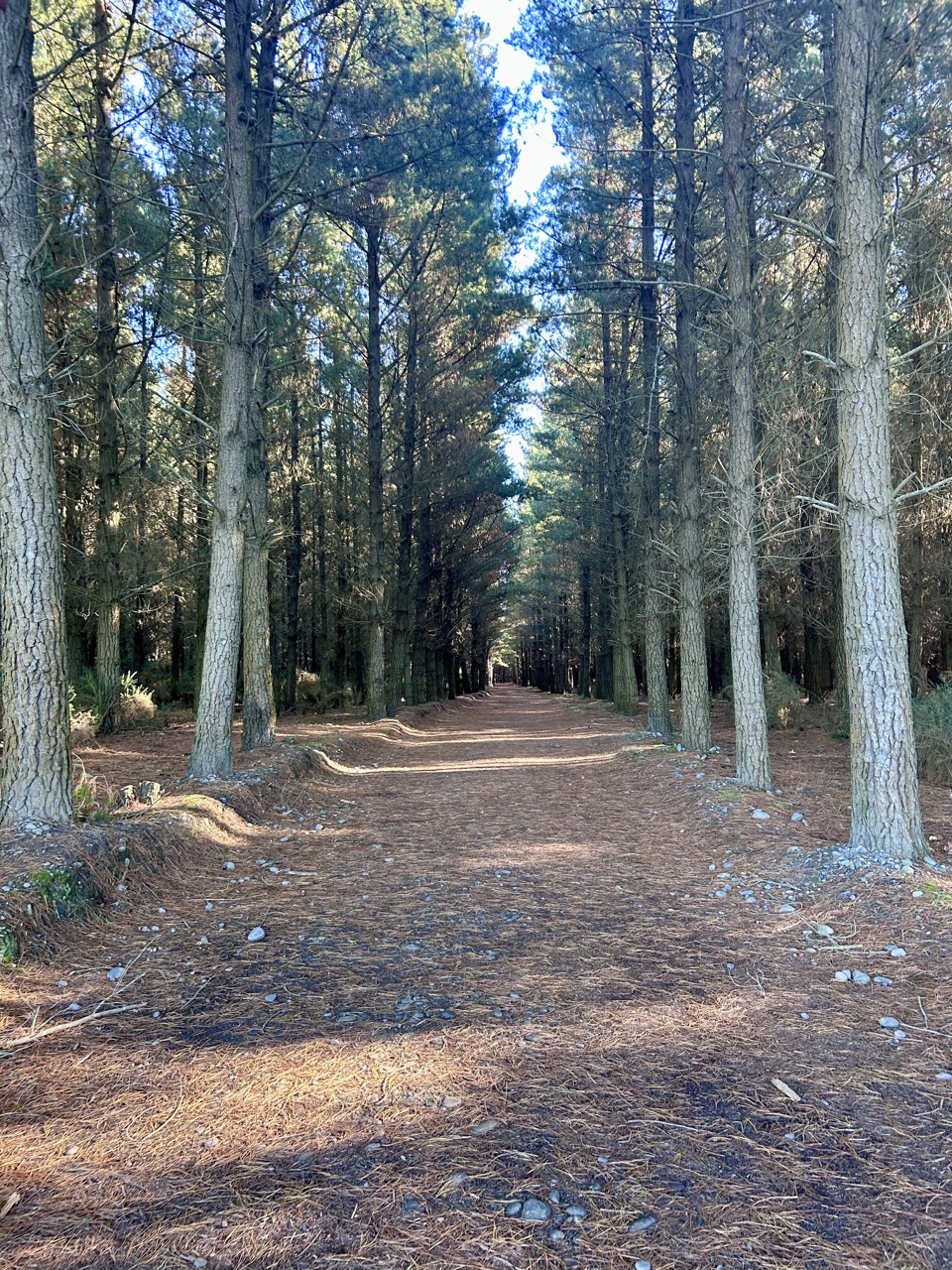 McLeans Forest Walk — main view