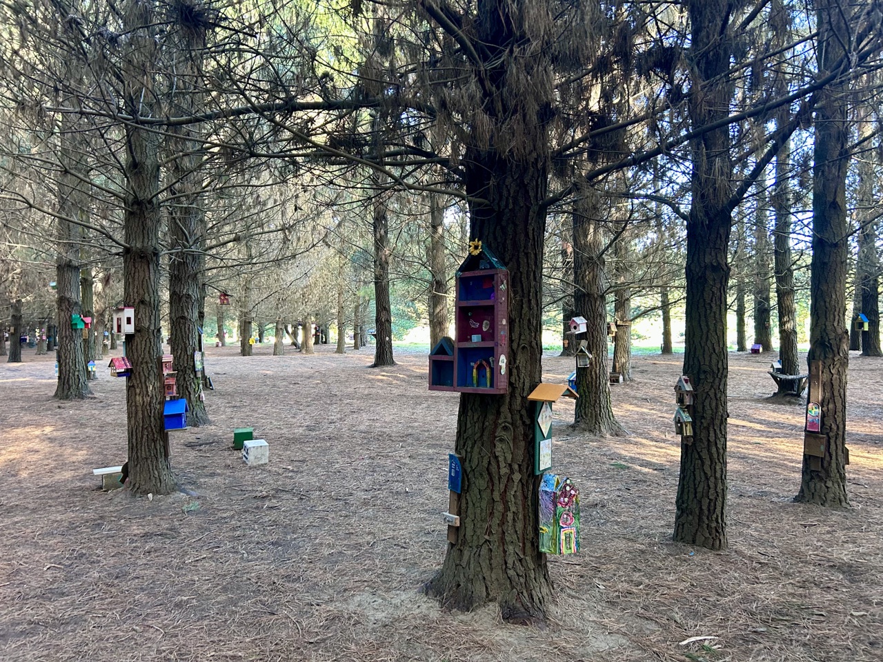 Bottlelake Forest — main view