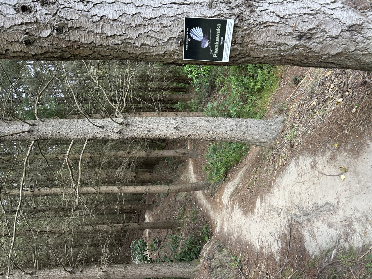 Christchurch Adventure Park – Forest Loop Trail — main view
